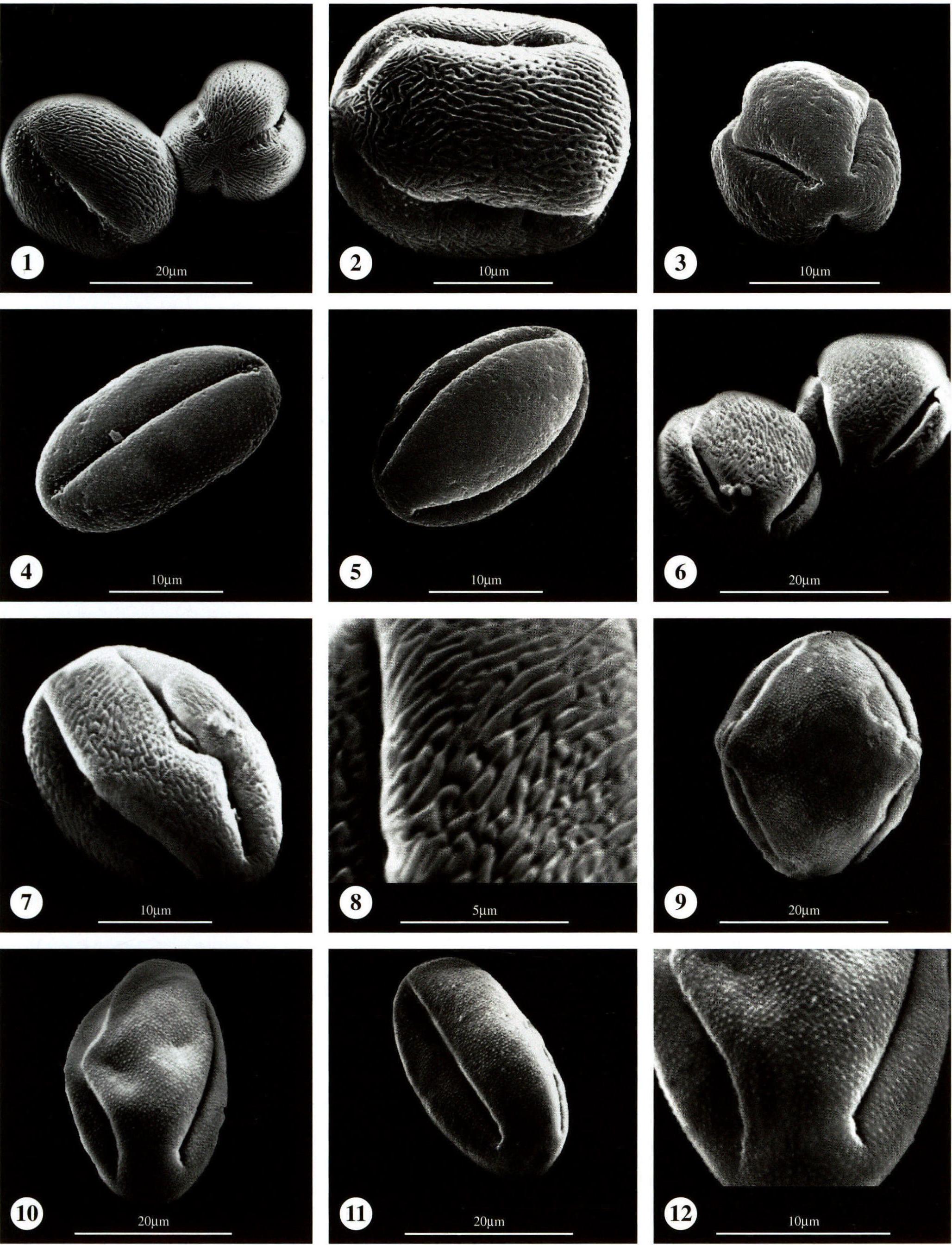 图版113 茄科 Solanaceae